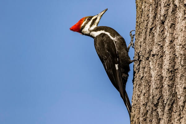 The Pileated Woodpecker has a bright red crest on its head, a defining feature.
