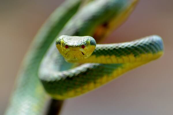 Pit Viper Facts And Beyond Biology Dictionary