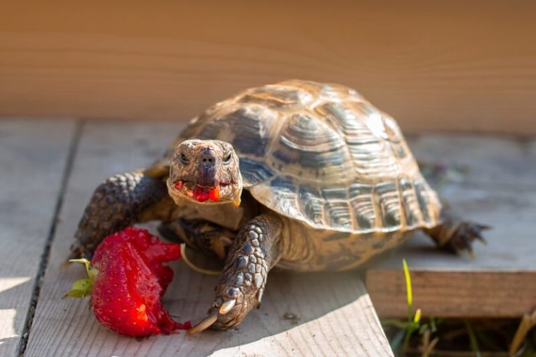 Russian Tortoise Facts and Beyond Biology Dictionary