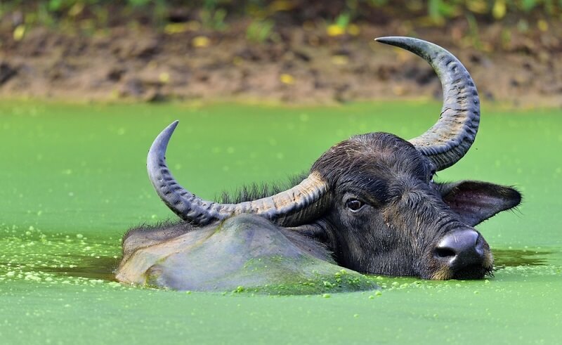 Water Buffalo Facts And Beyond Biology Dictionary