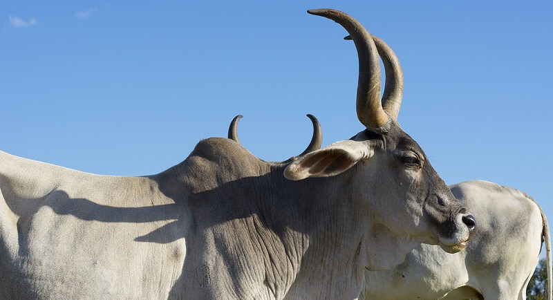 Zebu - Facts and Beyond | Biology Dictionary