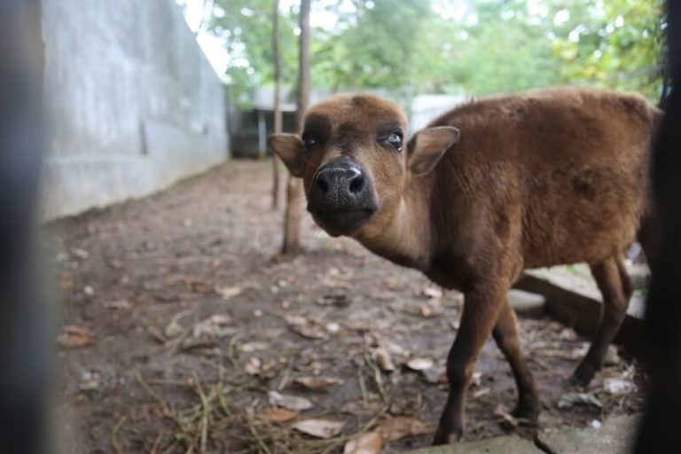 Water Buffalo Facts and Beyond Biology Dictionary