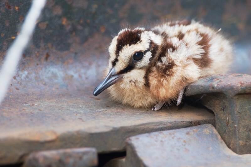 baby woodcock