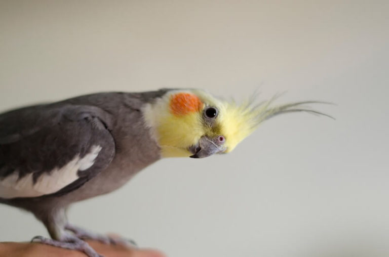 Cockatiel - Facts and Beyond | Biology Dictionary