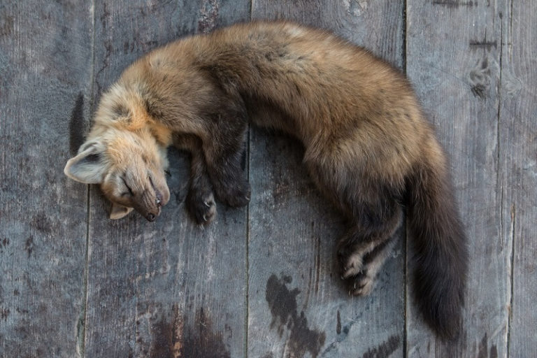 Sable Facts And Beyond Biology Dictionary sable-facts-and-beyond-biology-dictionary