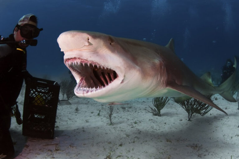 Lemon Shark - Facts and Beyond | Biology Dictionary