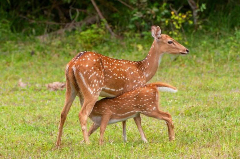 Axis Deer - Facts and Beyond | Biology Dictionary