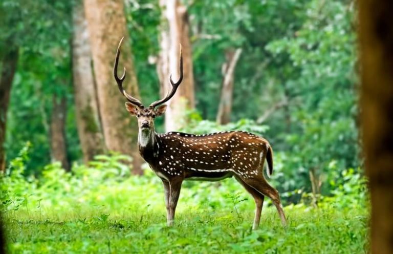 Axis Deer - Facts and Beyond | Biology Dictionary