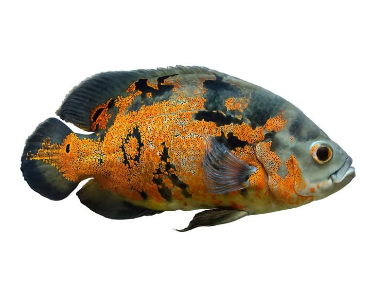 Oscar tropical clearance fish