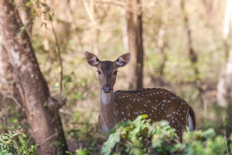 Axis Deer Facts and Beyond Biology Dictionary