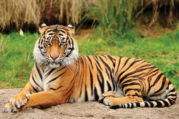 Bengal Tigers - Key Facts, Information & Pictures