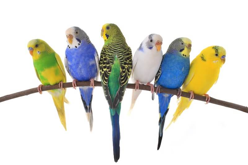 The budgie store