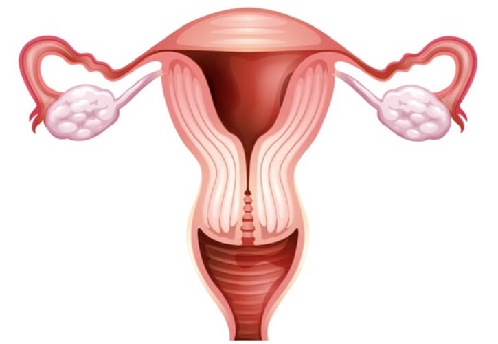 Fallopian Tube Meaning In English