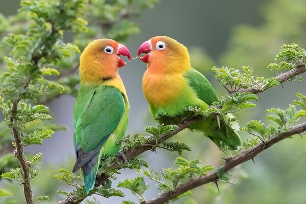 african lovebirds male and female