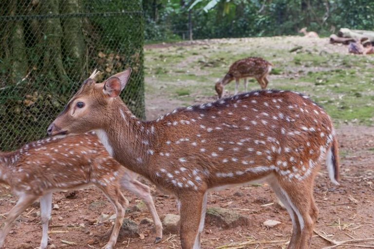 Axis Deer Facts and Beyond Biology Dictionary