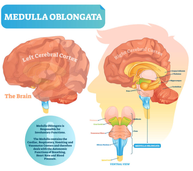 Brain Function Part Brain Cerebrum Cerebellum Spinal Cord Brainstem ...