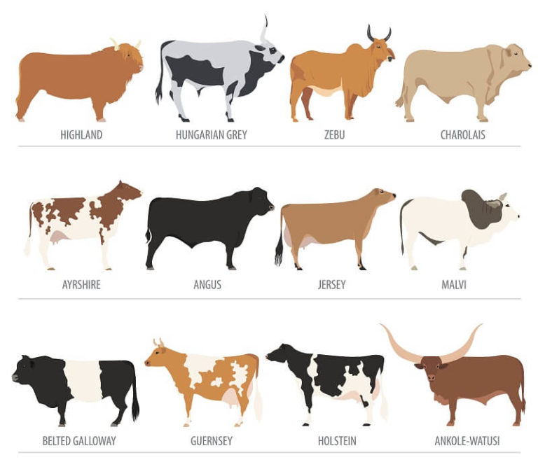 Zebu - Facts and Beyond | Biology Dictionary