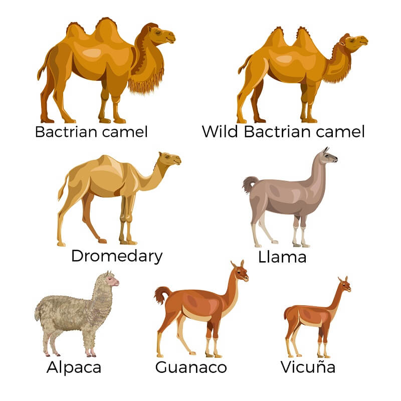 Vicuña - Facts and Beyond | Biology Dictionary