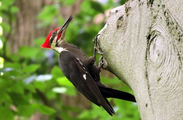 Pileated woodpeckers have  claws adapted to hanging off of vertical trees, though they are much more clumsy on a horizontal surface.