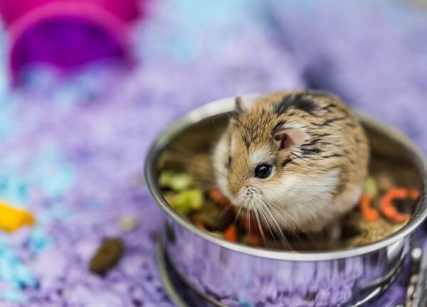 30 Days Life cycle of Hamster Campbell Dwarf Hamster 