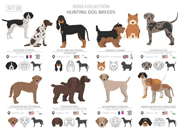 See The Boykin Spaniel Compared To Other Hunting Dog Breeds 