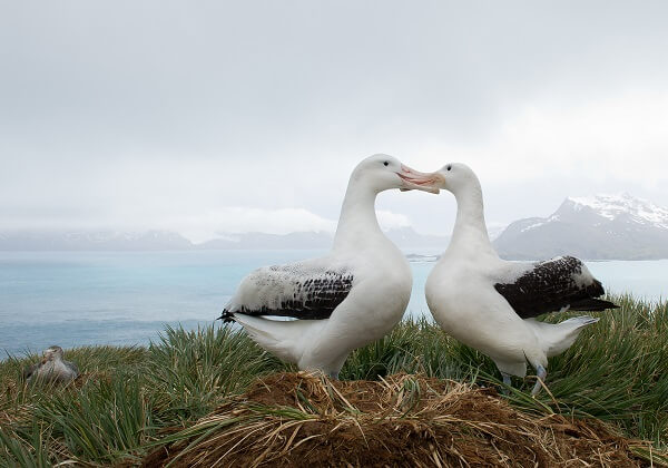 wandering albatross pictures