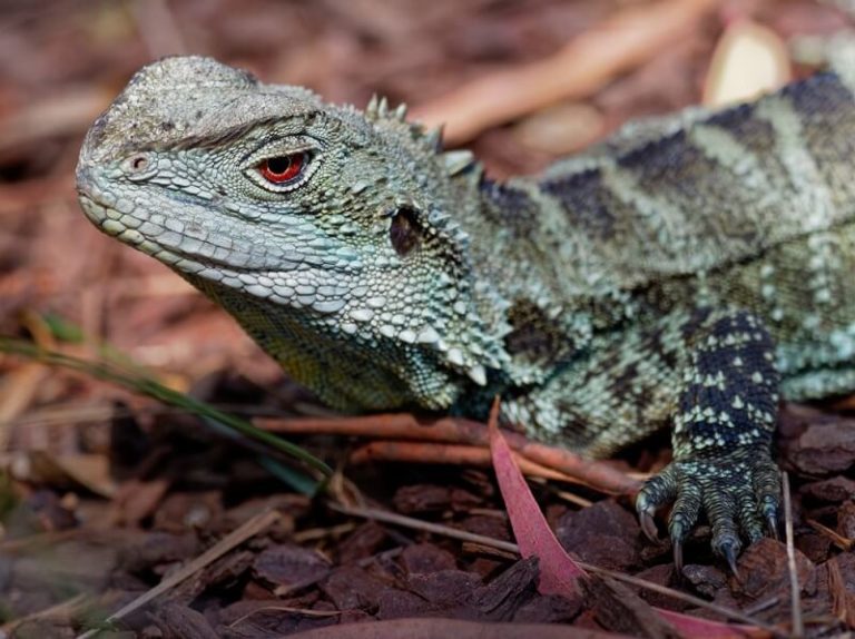 Water Dragon Facts and Beyond Biology Dictionary