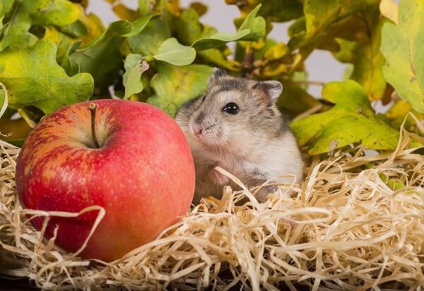 winter white dwarf hamsters