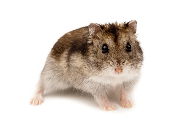 Russian Dwarf Hamster Information