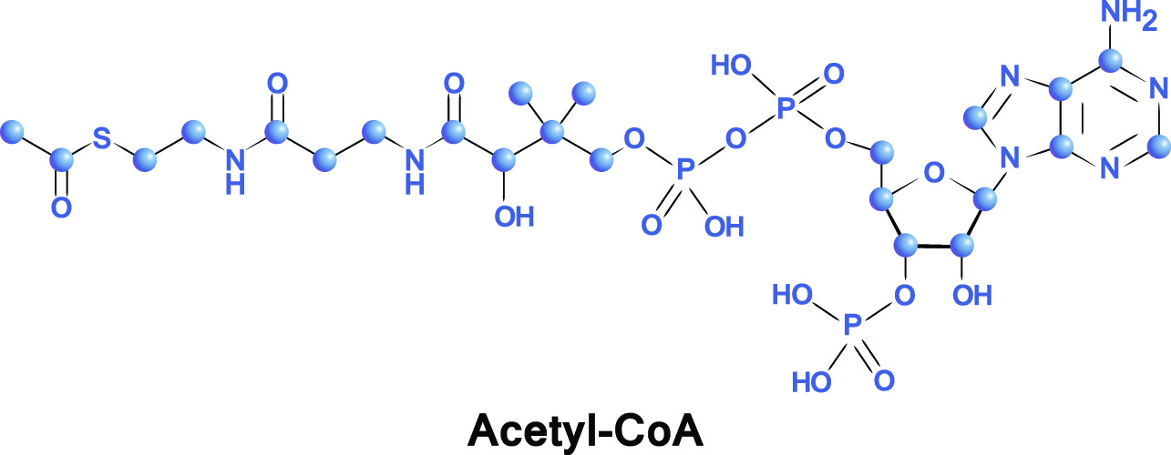 Acetyl CoA The Definitive Guide Biology Dictionary