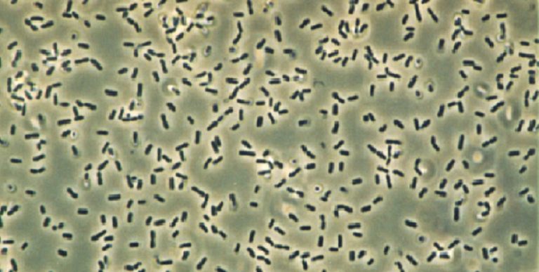 Bacillus Subtilis The Definitive Guide Market Tay