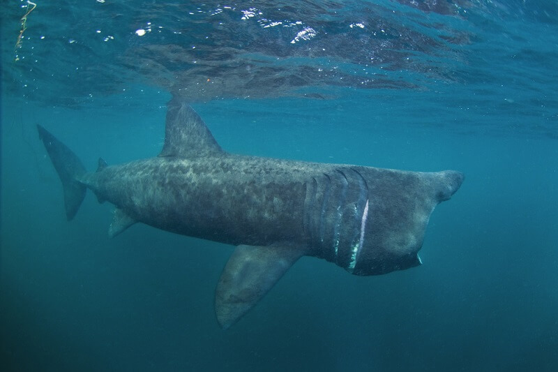 basking sharks are dangerous