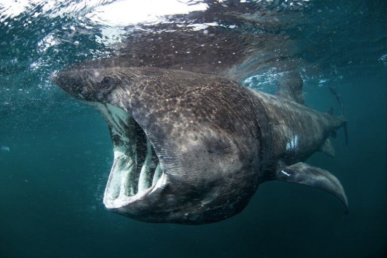 Basking Shark - Facts and Beyond | Biology Dictionary