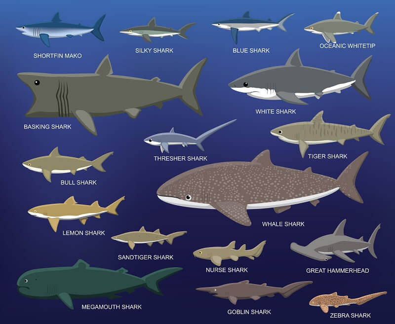 deep blue shark size comparison