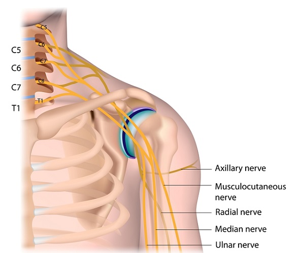 Standard anatomy of the median nerve