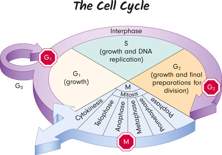 saccharomyces labeled diagram