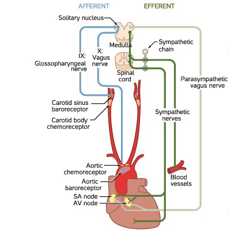 p wave diagram