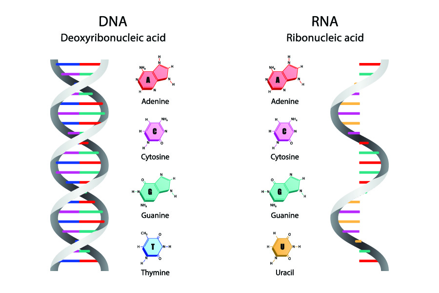 difference rna dna nucleobases bases nucleotides