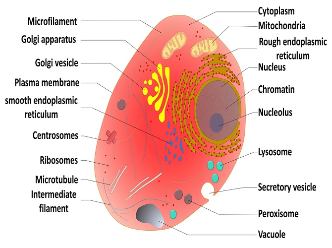 Eukaryotecell 