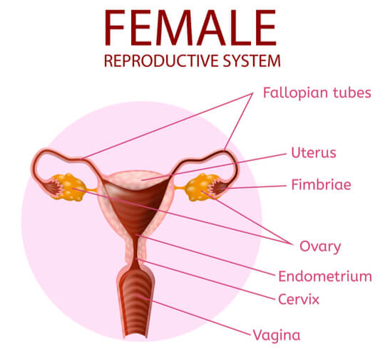 Fallopian Tube The Definitive Guide Biology Dictionary 