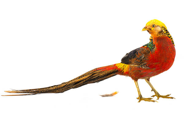 Golden Pheasant - Facts and Beyond