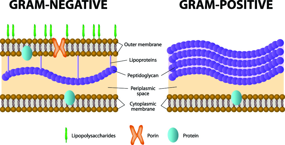 gram positive negative difference cell membrane bacteria