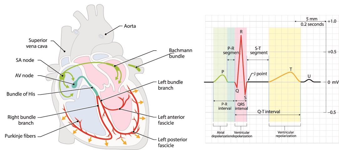 P Wave - The Definitive Guide | Biology Dictionary