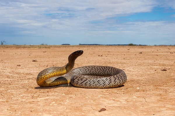 Taipan - Facts and Beyond | Biology Dictionary
