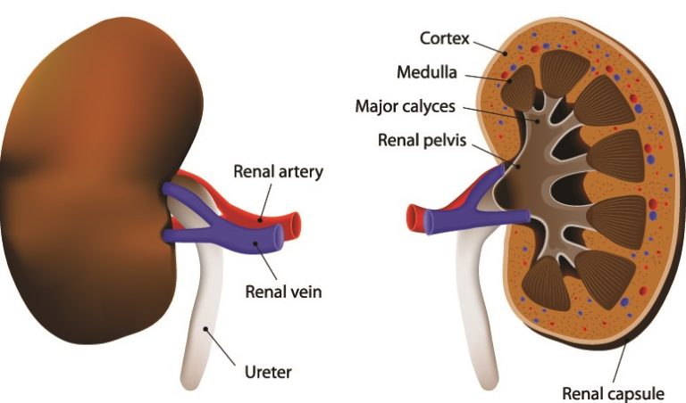 the-kidney-the-definitive-guide-biology-dictionary