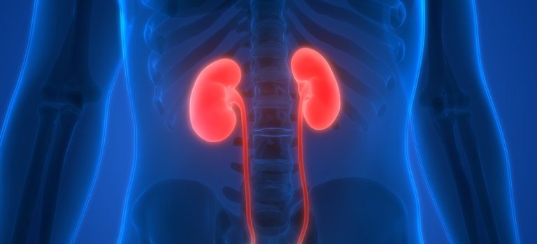 The Kidney - The Definitive Guide | Biology Dictionary