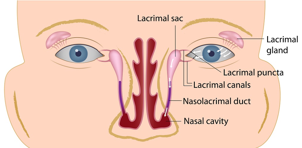 lacrimal bone function