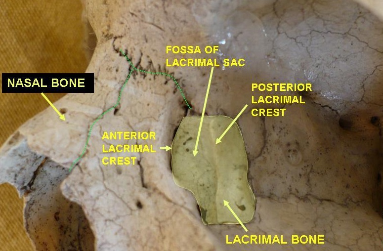 Lacrimal Bone - The Facial Anatomy | Digitalvaluefeed