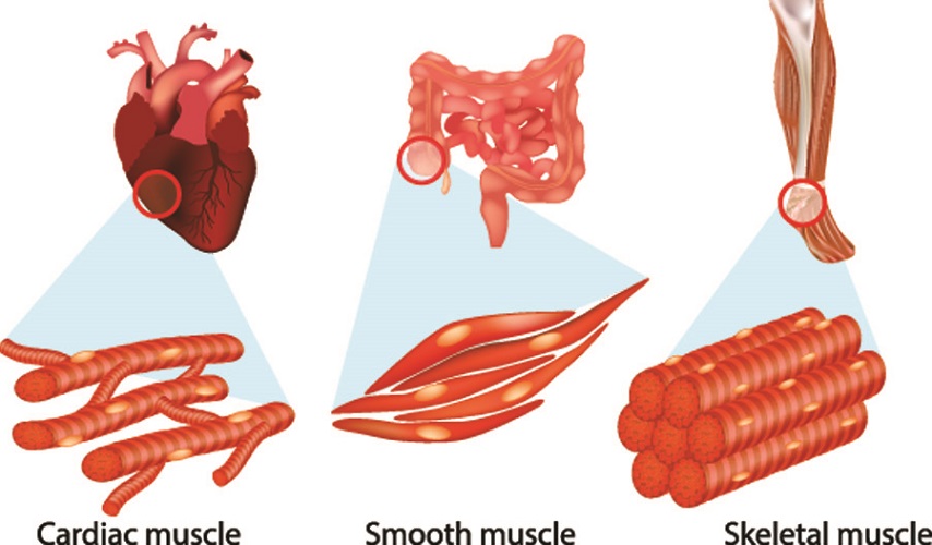 muscle tissue types skeletal smooth cardiac