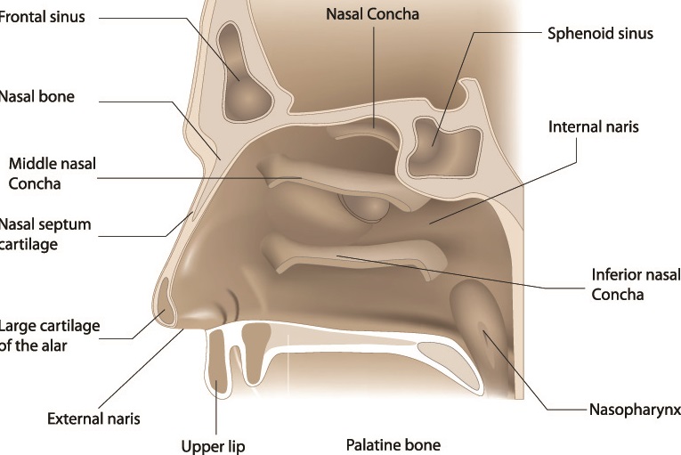 Lacrimal Bone The Definitive Guide Biology Dictionary 8706